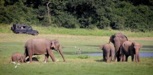 wildlife